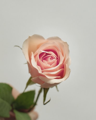 粉红玫瑰盛开特写照片